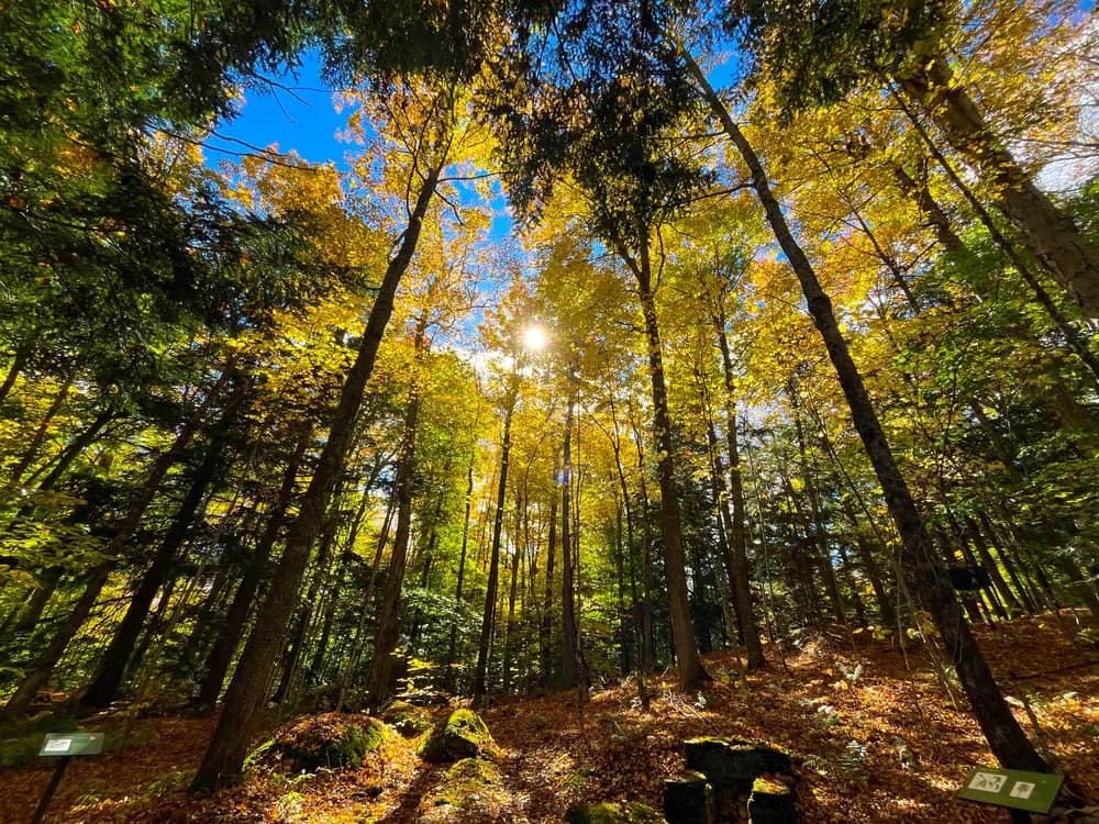 Autumn woodland trail among tall trees and fallen leaves at Gifford Woods