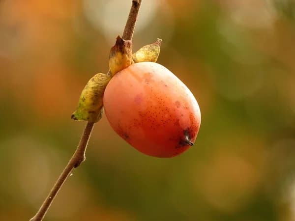 Diospyros virginiana. Ripe Fruit — american persimmon