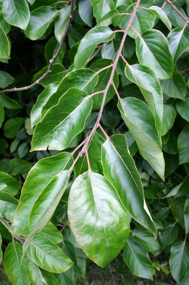Diospyros virginiana — american persimmon