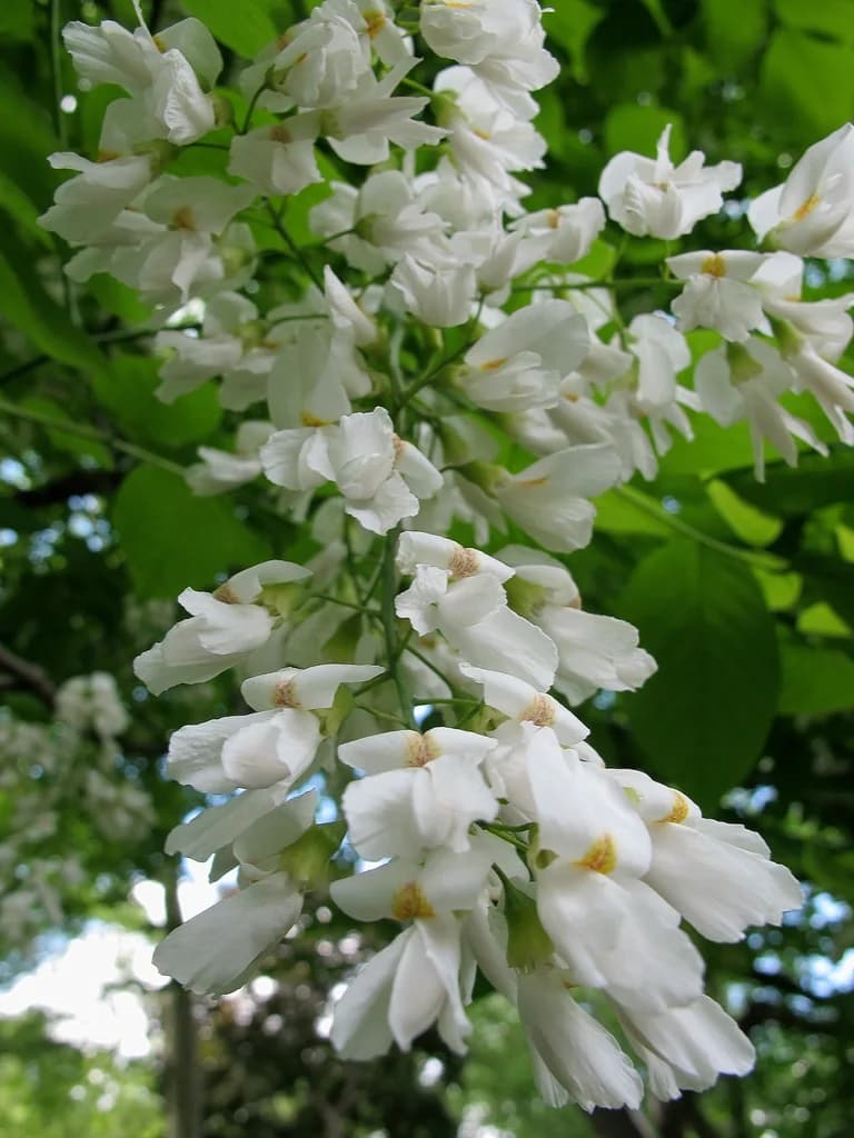 Hanging clusters of white American yellowwood flowers