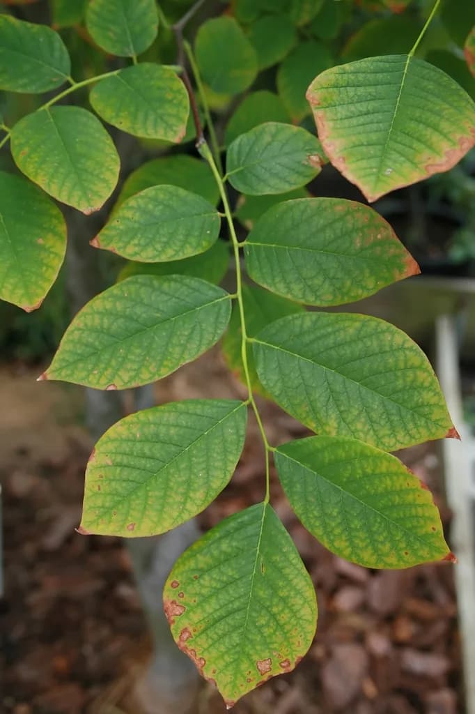 Pinnately compound American yellowwood leaves