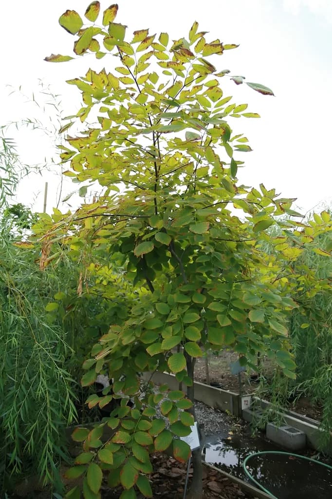 American yellowwood trunk and leafy crown