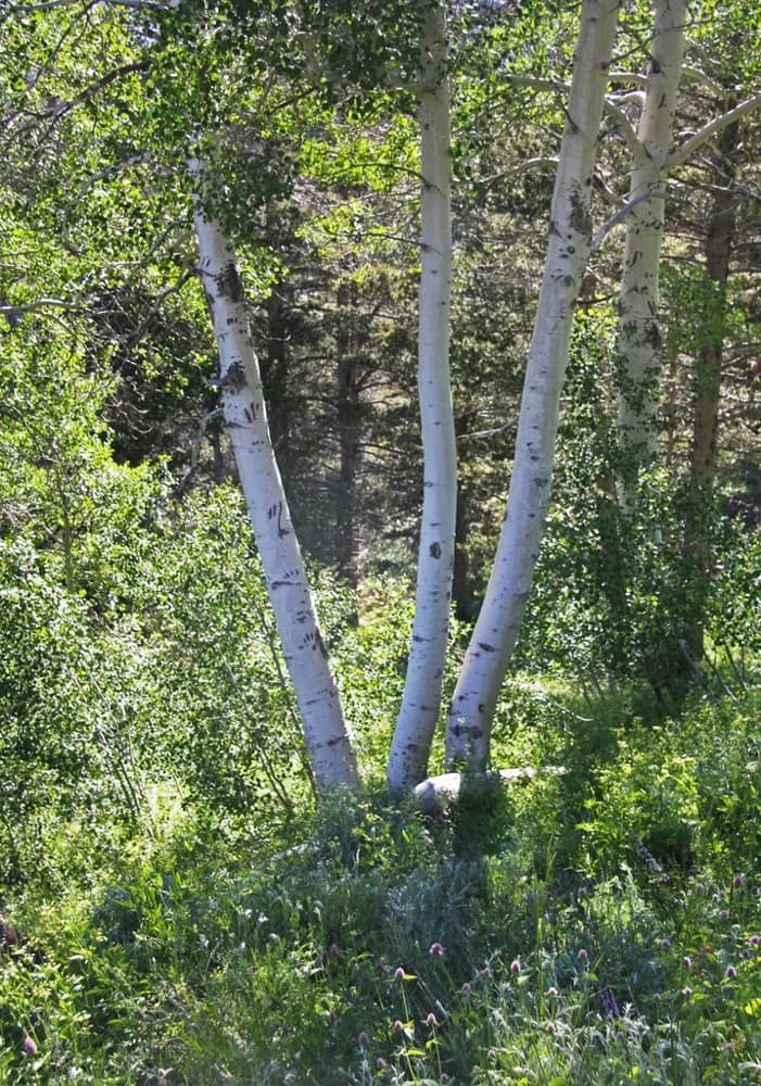 Pale quaking aspen bark with dark markings