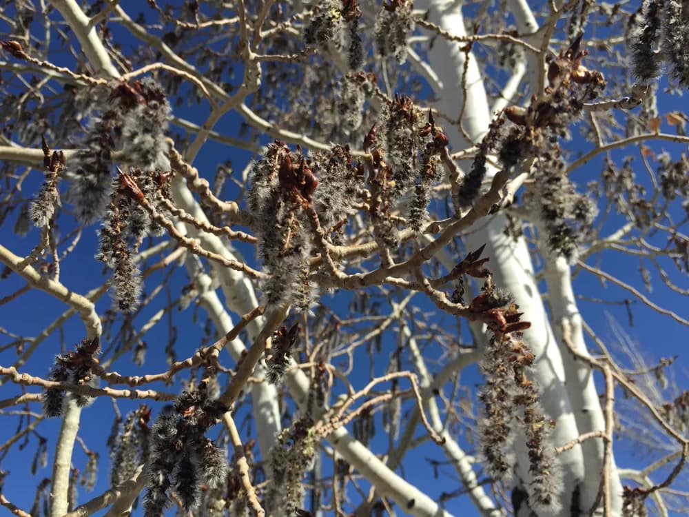 Quaking aspen catkins hanging from bare spring twigs