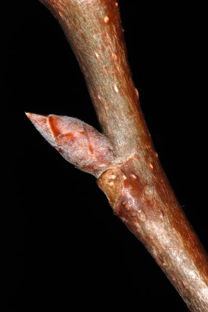 Bigtooth aspen twig with a pointed winter bud