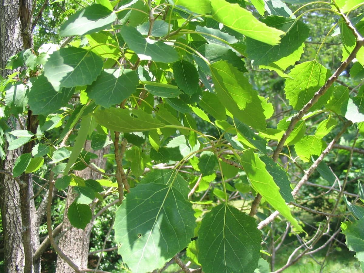 Bigtooth aspen foliage showing large teeth along the leaf margins