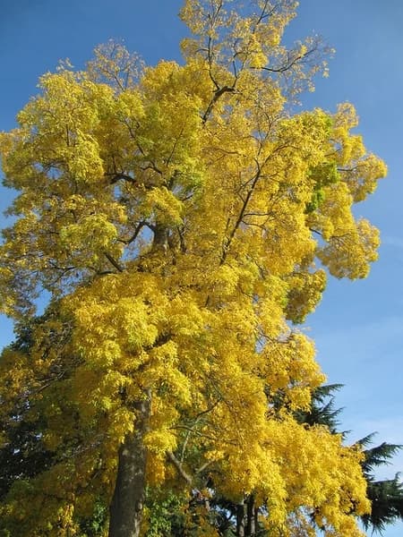 Bitternut hickory crown with yellow autumn leaves against blue sky