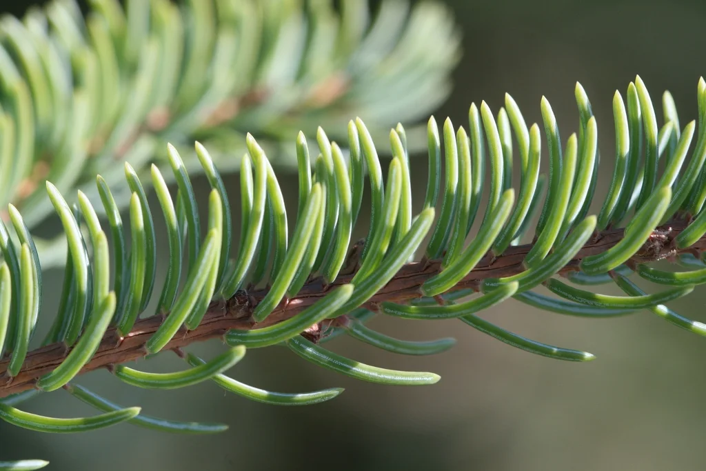 Short bluish-green black spruce needles along a twig
