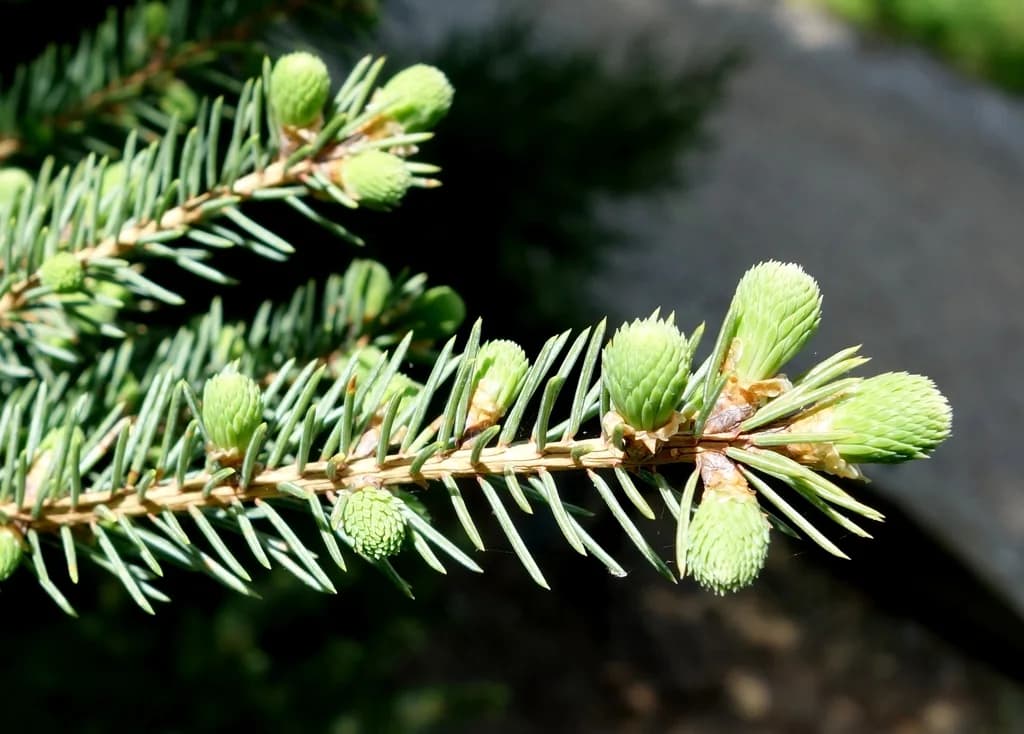 Black spruce twig with short needles and developing cones