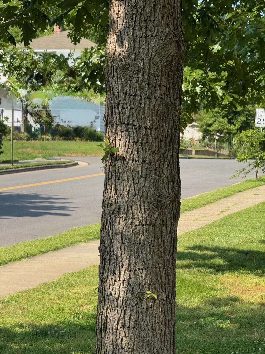 Deeply furrowed bark of bur oak