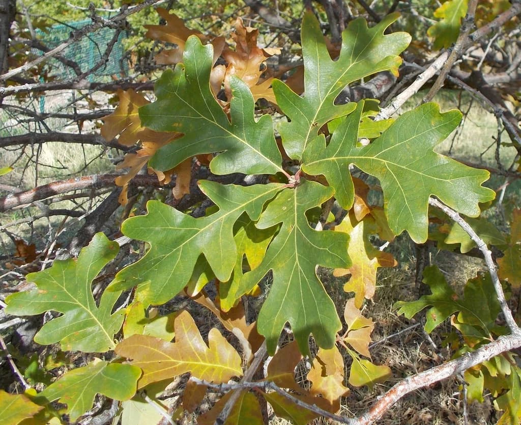 Lobed bur oak leaves with a broad upper blade