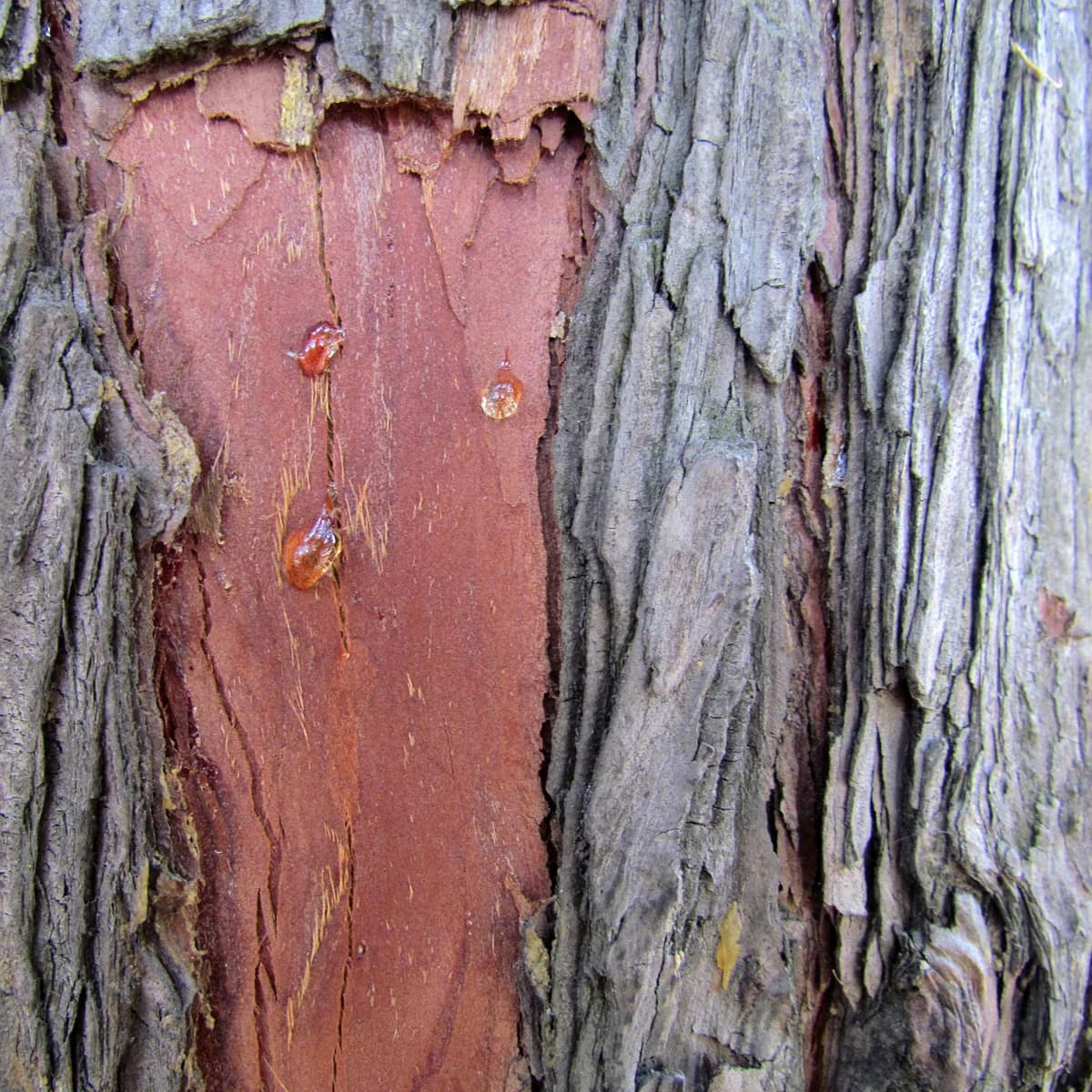 Fibrous peeling bark of eastern redcedar