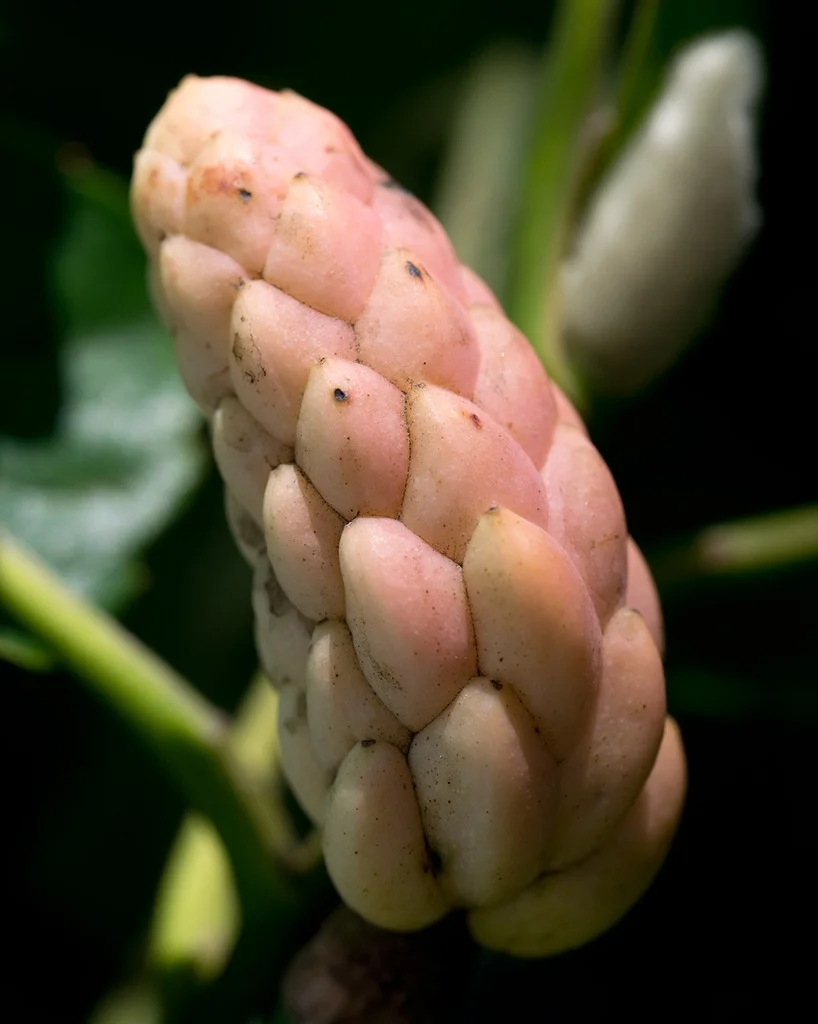 Fruits forming — cucumber magnolia
