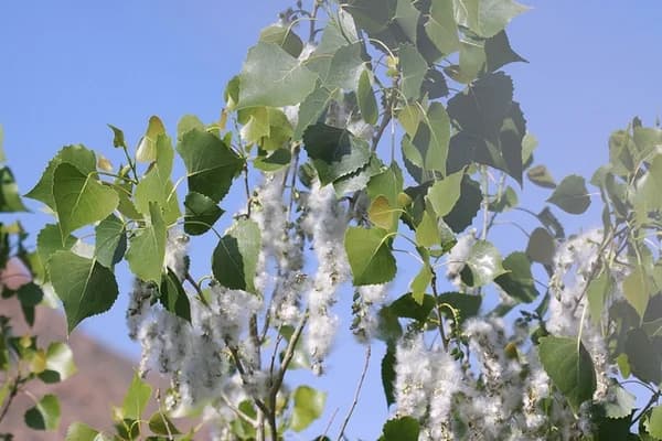 Seeds — eastern cottonwood
