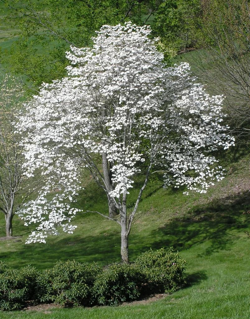 Flowering dogwood with white bracts spreading across its crown