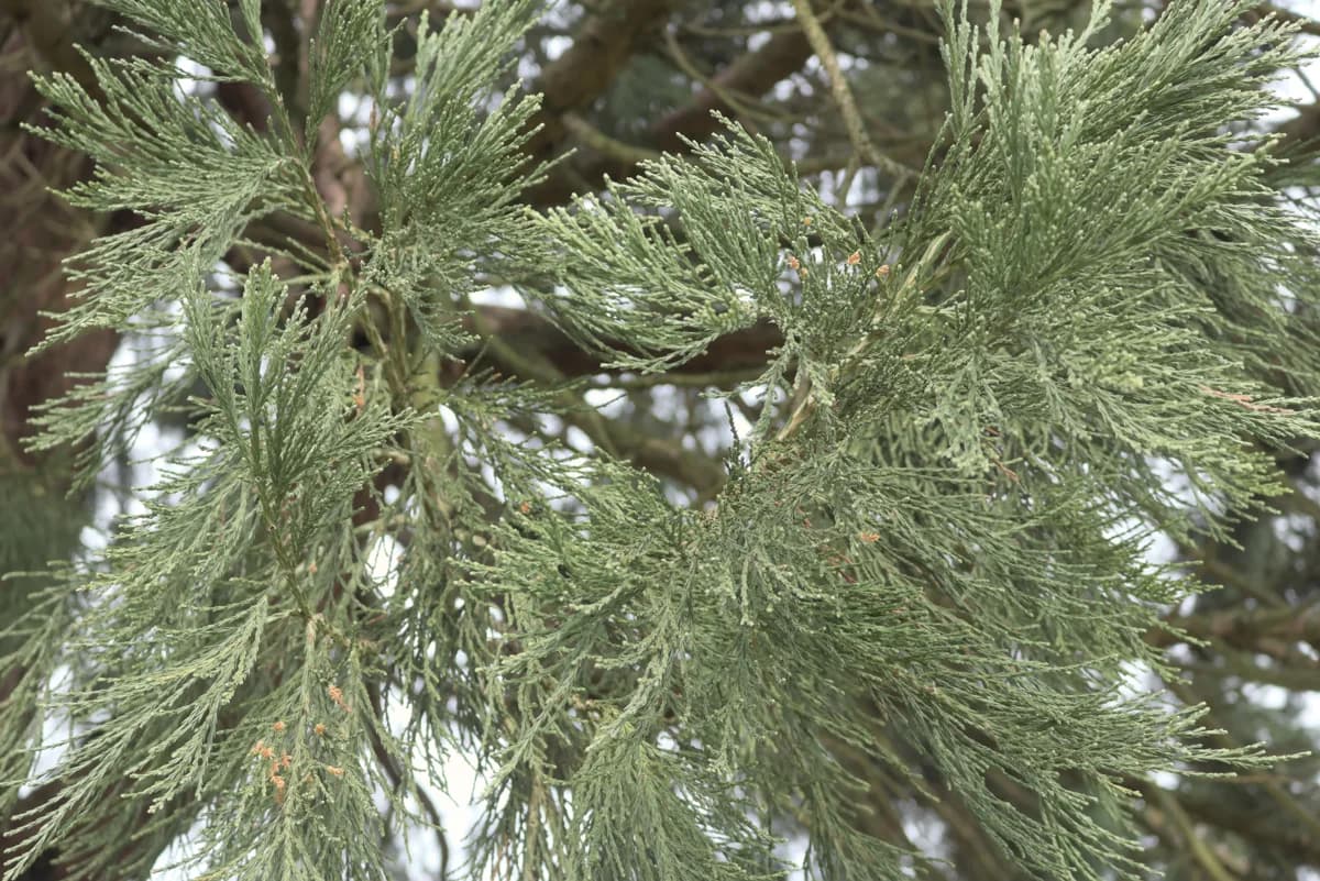 Close view of pointed giant sequoia foliage