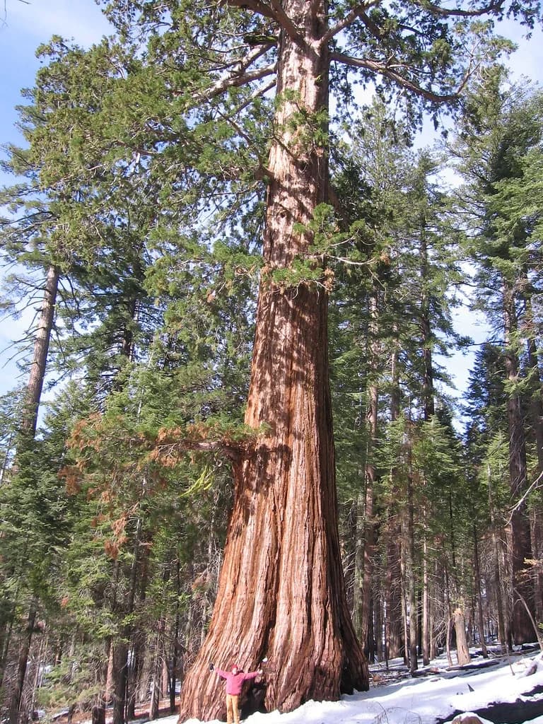 Giant sequoia trunk and towering evergreen crown