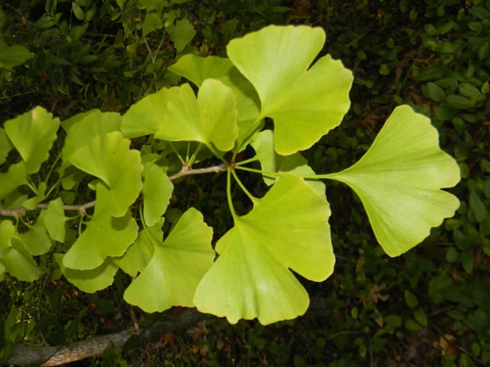 Ginkgo biloba — ginkgo