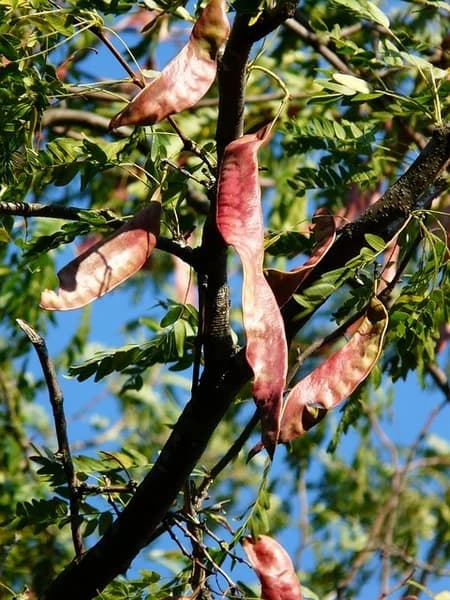 Fruits are red-brown legume pods. — honeylocust