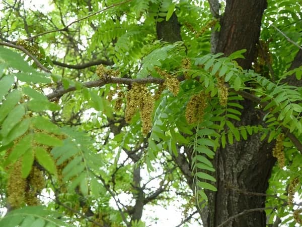 Foliage and Flowers — honeylocust