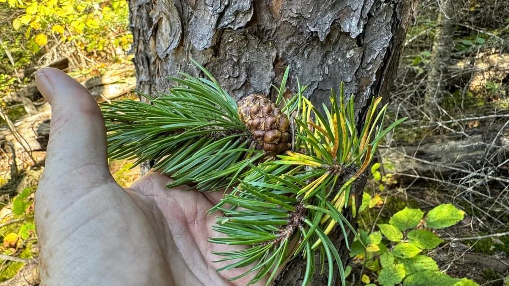 Short paired needles and curved cones on a jack pine twig