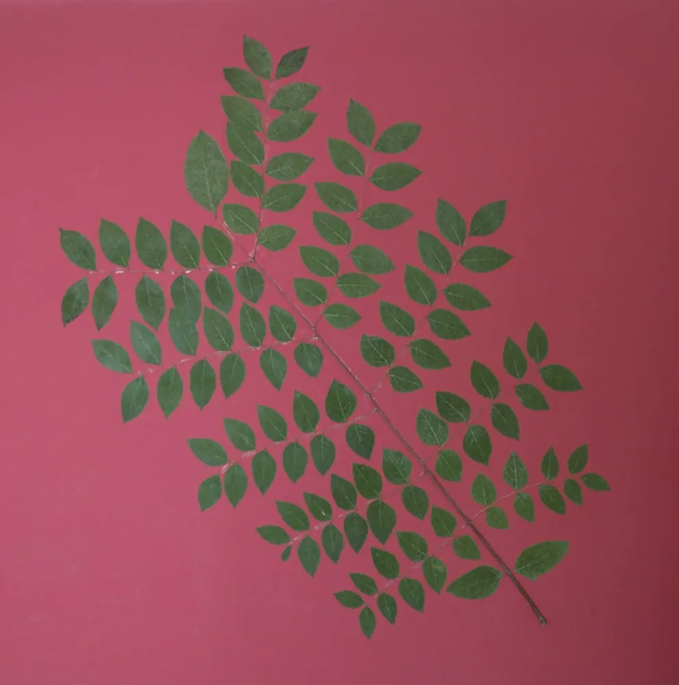 A complete twice-compound Kentucky coffeetree leaf against a wall