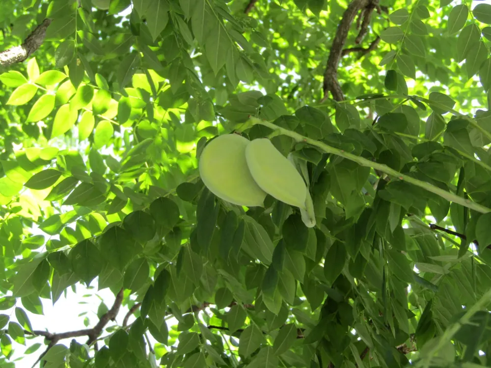 Kentucky coffeetree leaves and developing pods at Royal Botanical Gardens in Ontario
