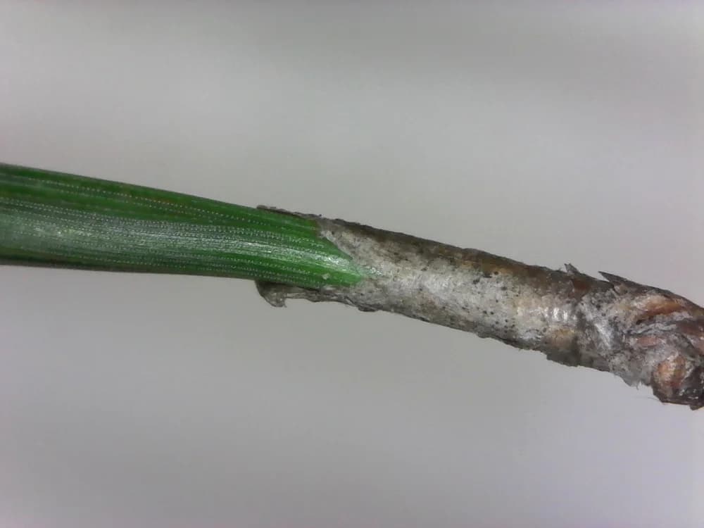 Fascicle sheath (Pinus taeda) — loblolly pine