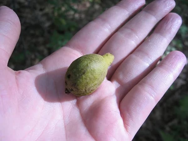 Fruit — pignut hickory