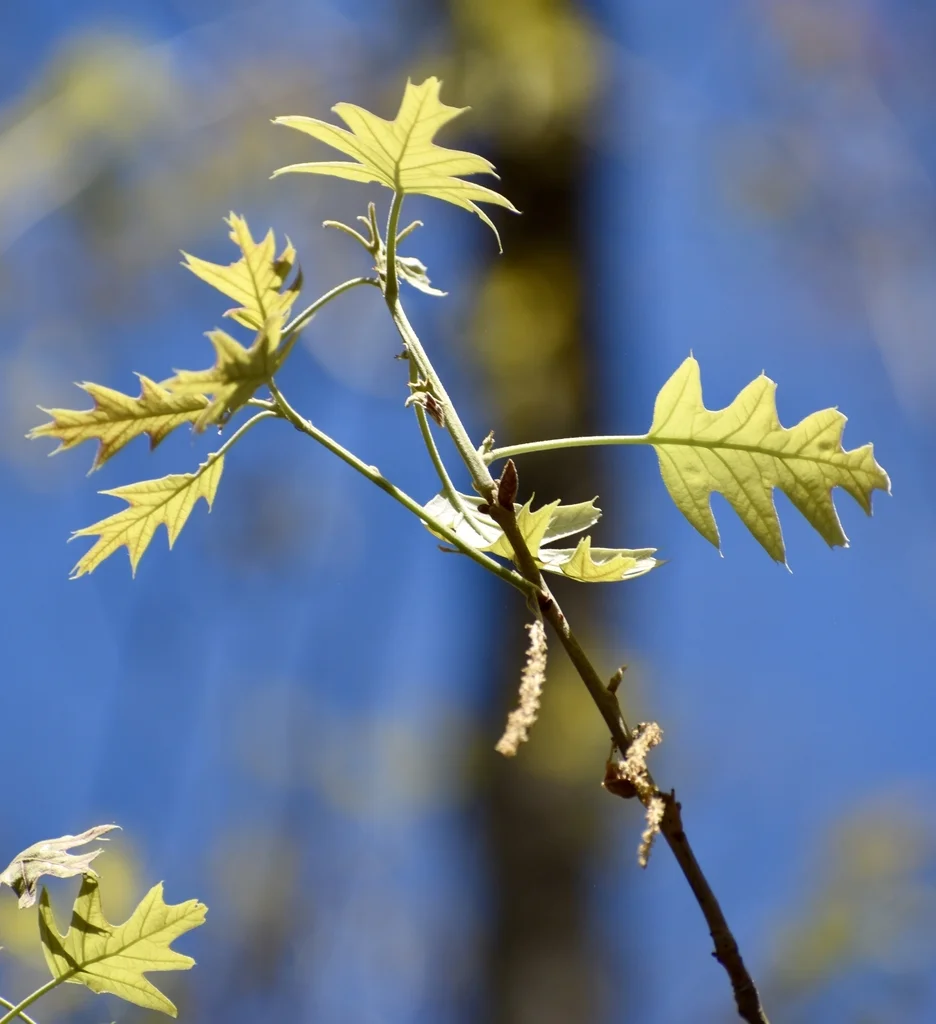 Leaves - Warren Co., NC