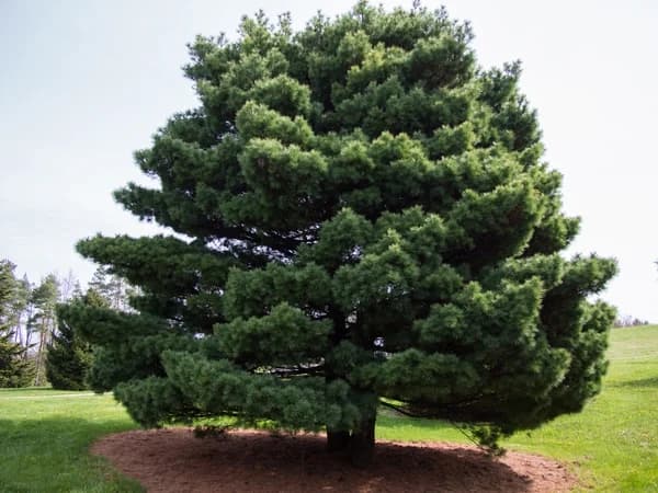 Eastern white pine with a broad crown of green needles