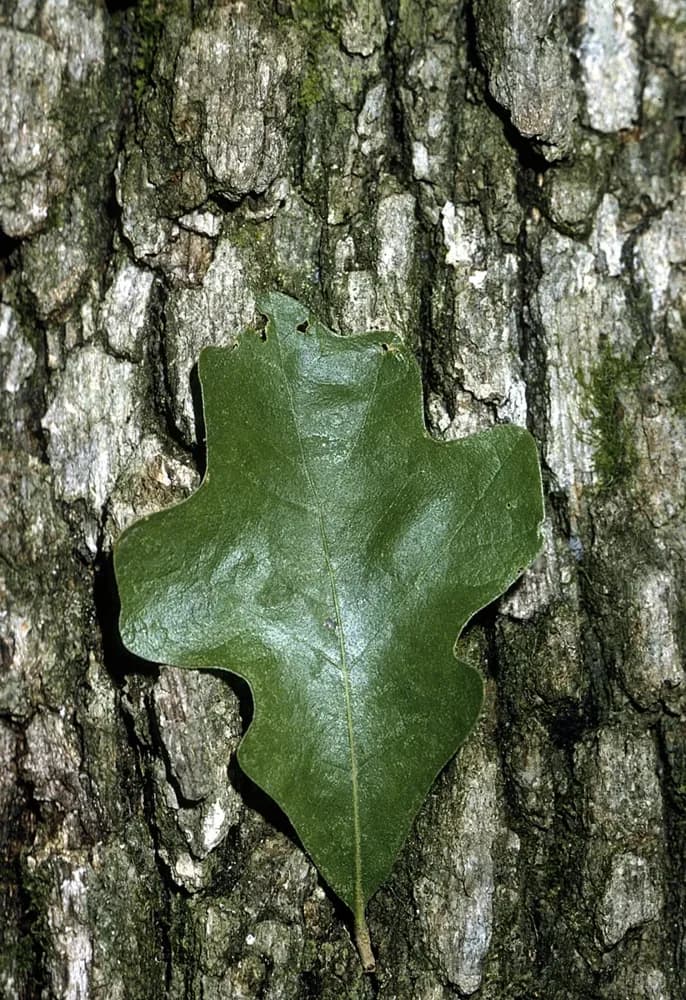 Post oak leaves and bark