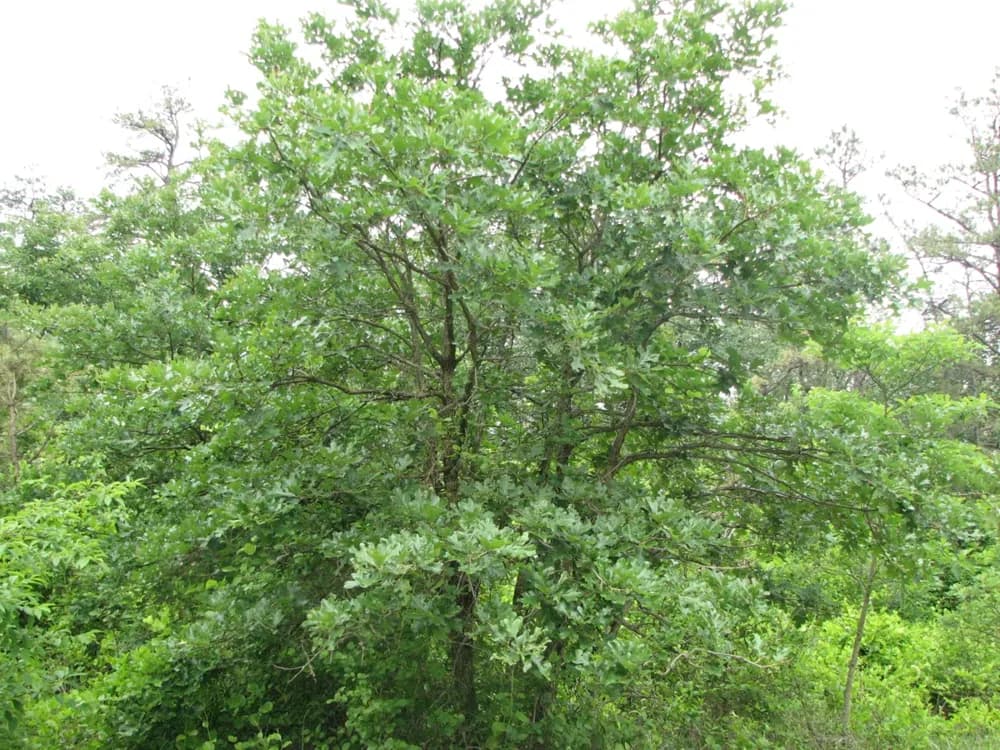 Post oak growing in an open serpentine barrens landscape