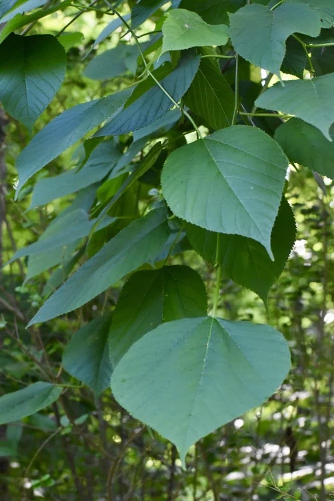 Leaves - June - Halifax Co., NC — red mulberry