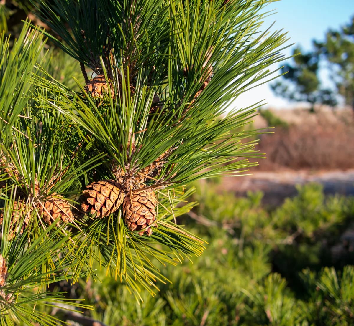 Seed cones and paired needles of red pine