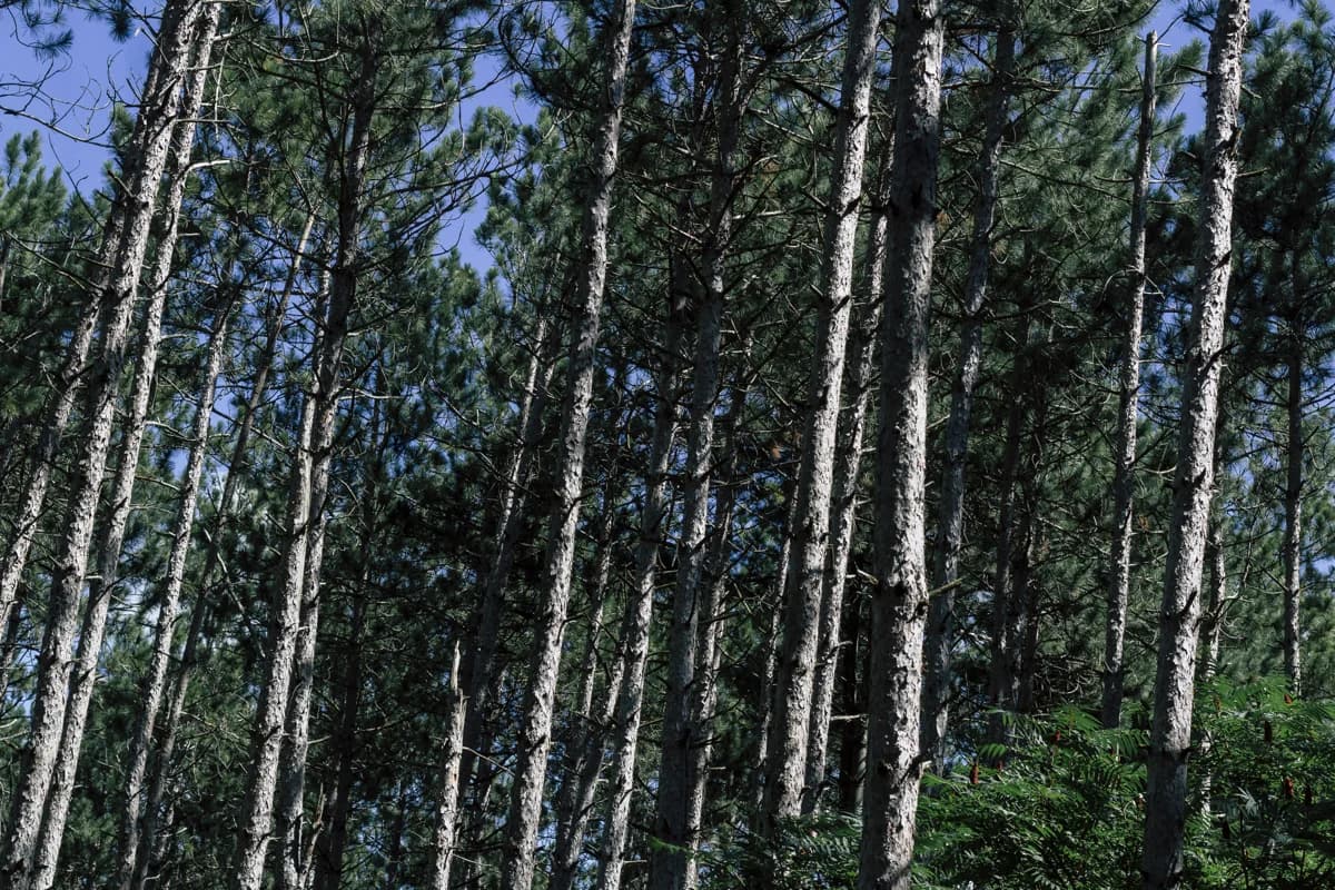 Tall red pine trunks and evergreen crowns at Earl Rowe Provincial Park