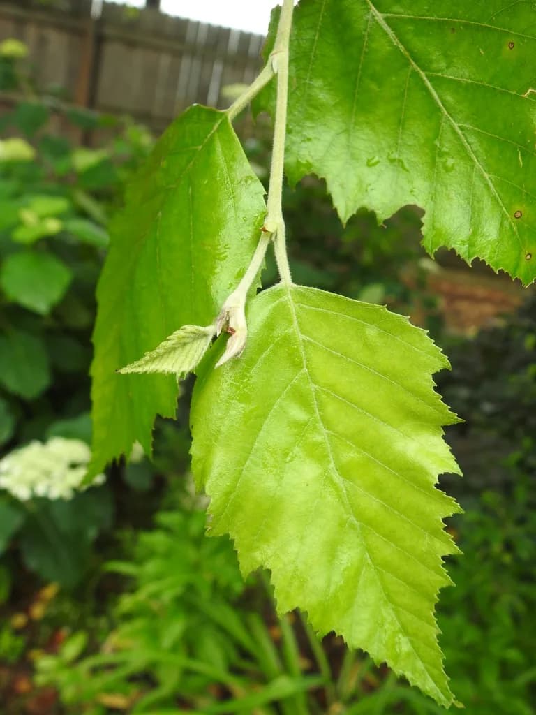 Toothed river birch leaves along a twig