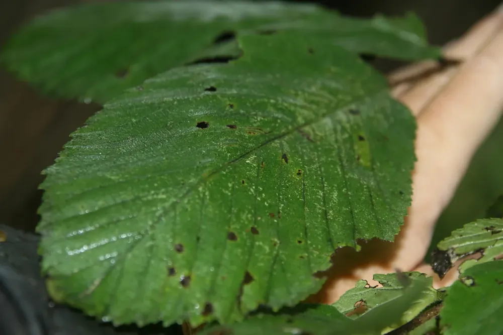 Rough, toothed slippery elm leaves at the Botanical Gardens at Asheville