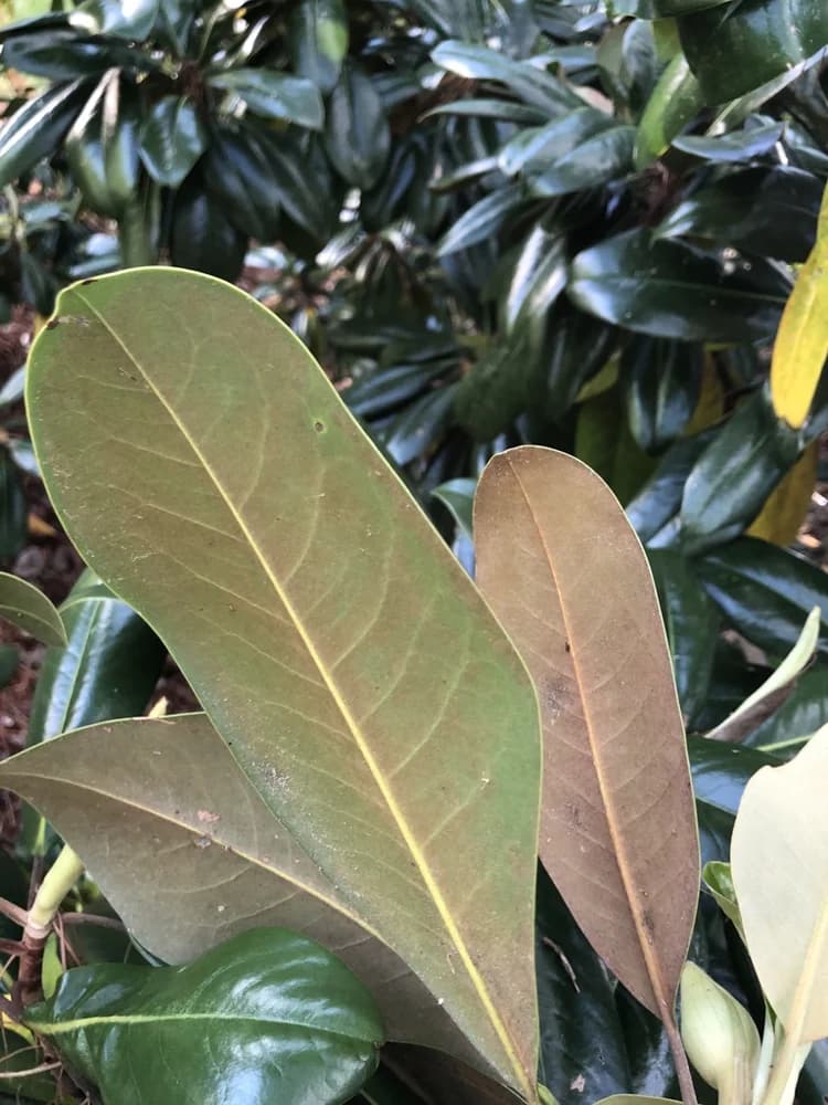 Leaves Underside. Wake County Late Spring — southern magnolia
