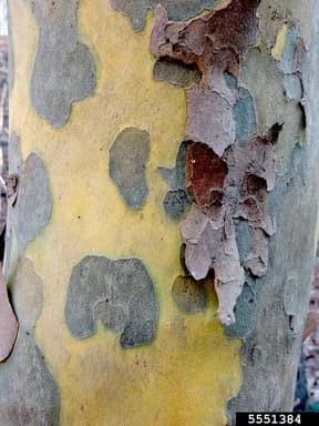 American sycamore bark with patches of pale and darker surfaces