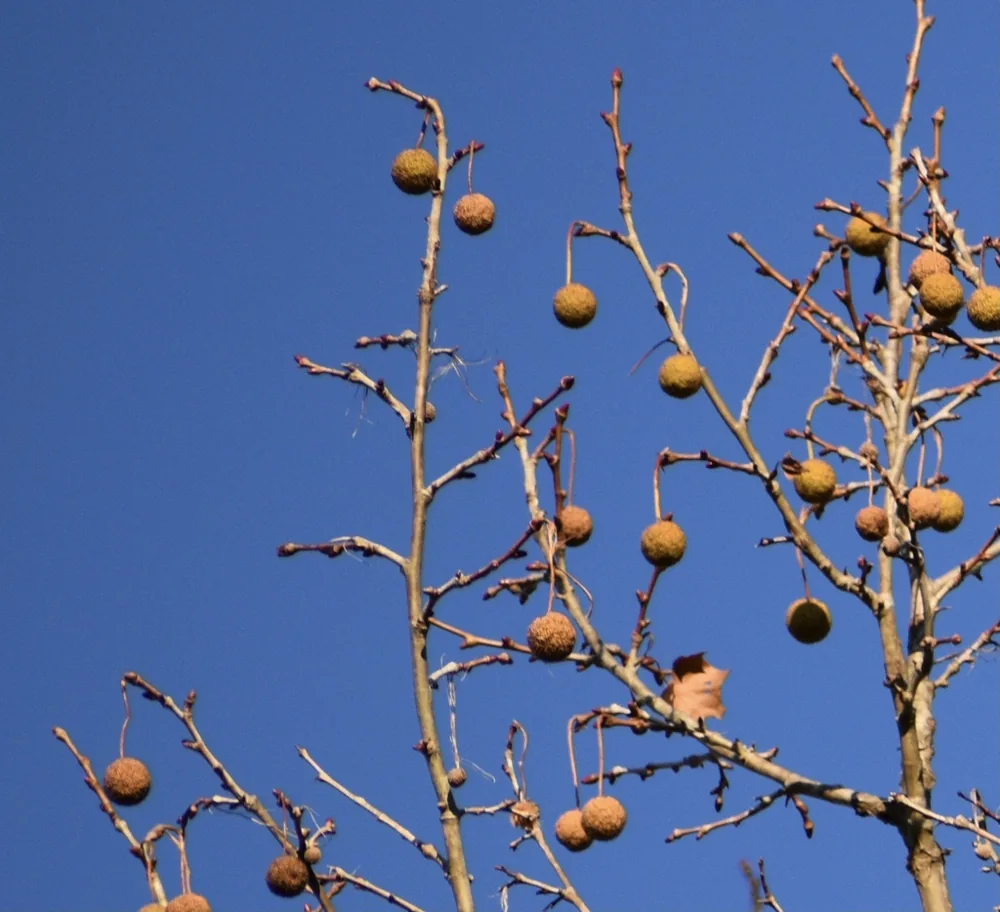 Round American sycamore seed ball hanging from a stalk