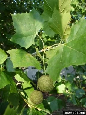 Lobed American sycamore leaves beside a round seed ball