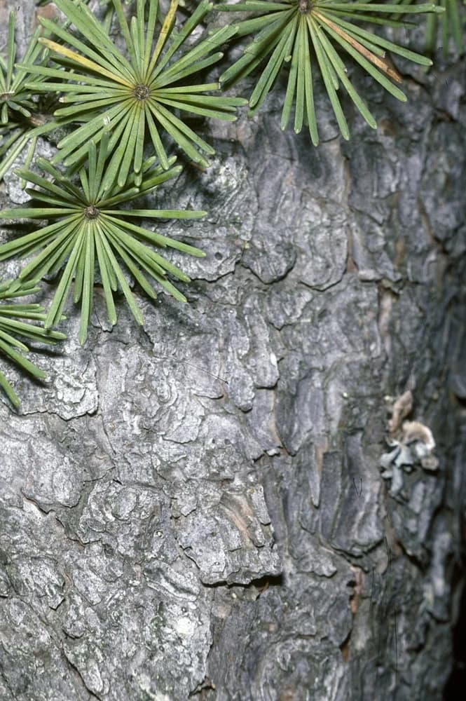 Tamarack bark beside a branch of needle clusters