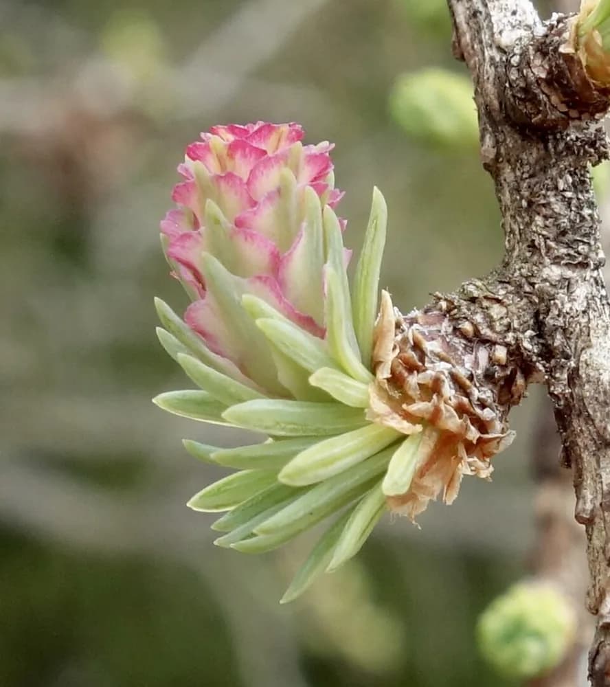 Young female cones of tamarack on a branch