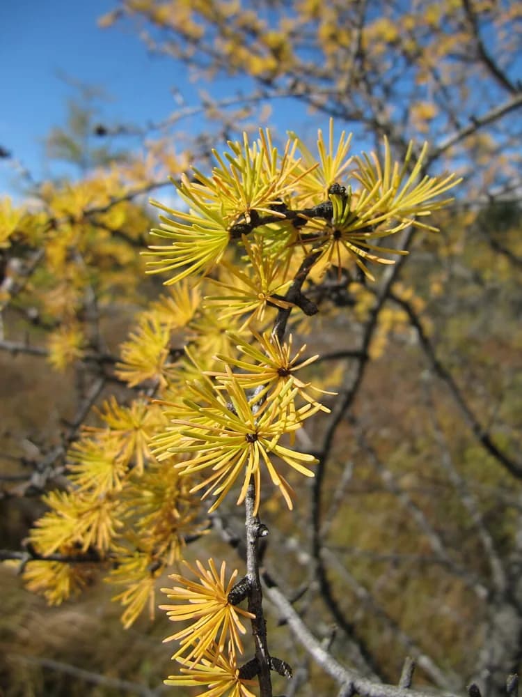 Clusters of tamarack needles turning golden in autumn