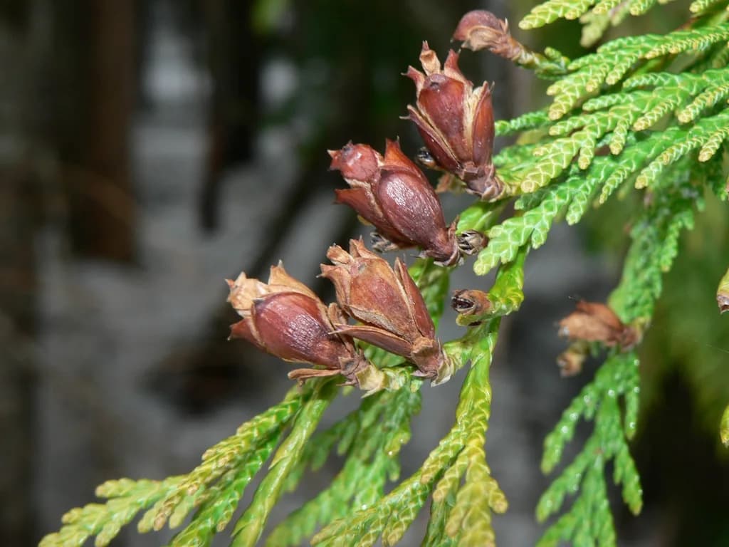 Developing western redcedar seed cones on a leafy shoot