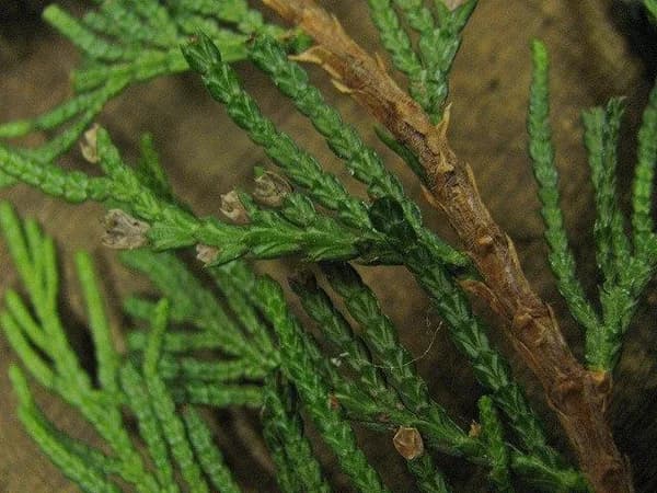 Flattened sprays of overlapping western redcedar scale leaves