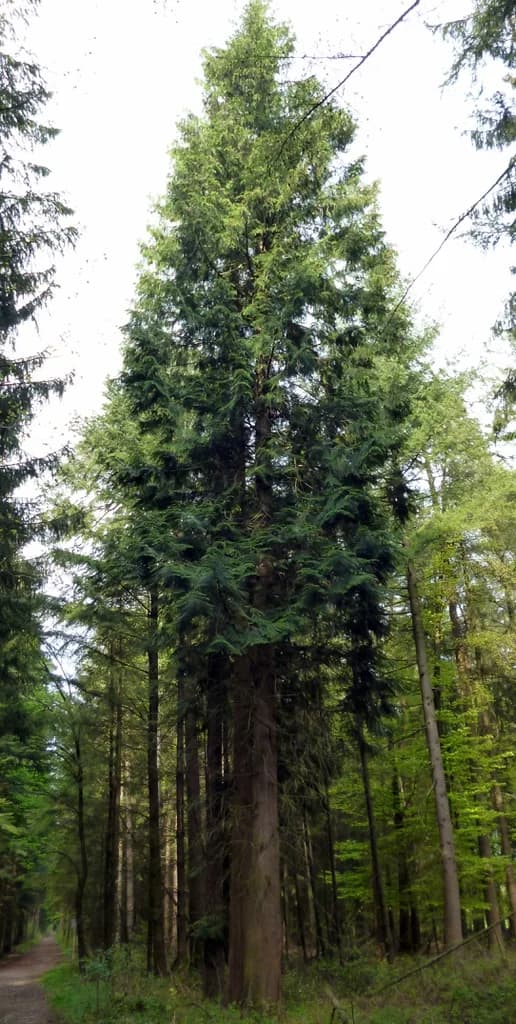 Western redcedar with an evergreen conical crown