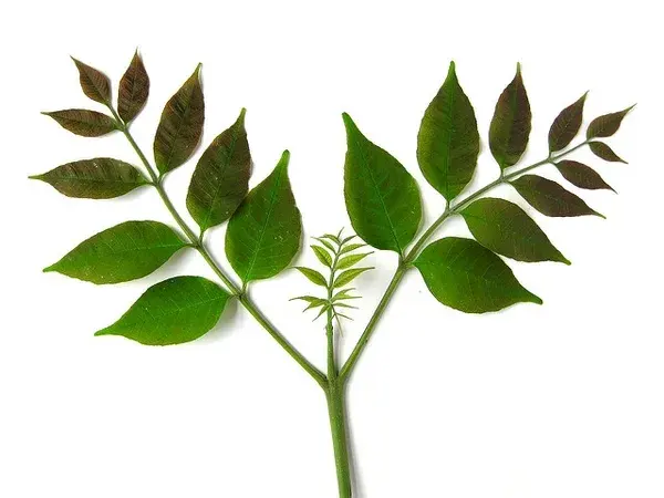 White ash compound leaves with several leaflets