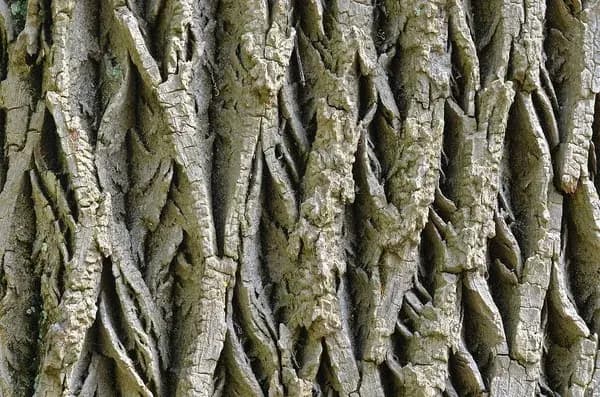 Furrowed bark on a white ash trunk